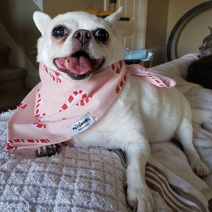 Fundraising Page: April Wilk